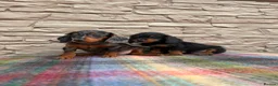Doxiepoo dogs for sale: Beautiful doxiepoos (council licensed breeder) - Advert 17