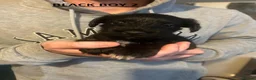 Miniature Schnauzer dogs for sale: 4 Beautiful KC Registered Puppies – 1 Girl, 3 Boys - Advert 8
