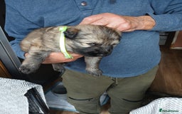 German Shepherd dogs for sale: German shepherd puppies  - Image 8
