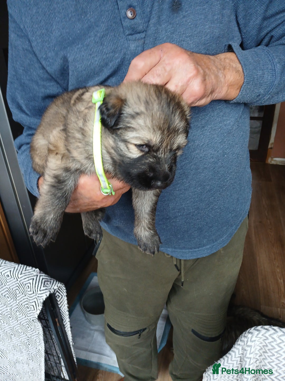 German Shepherd dogs for sale: German shepherd puppies  - Image 8