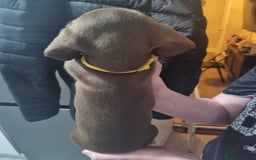 Miniature Dachshund dogs for sale: 6 beautiful miniature Dachshund 7 weeks old - Image 11