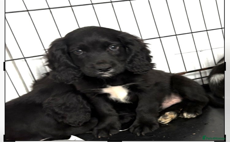Cocker Spaniel dogs - Advert 12