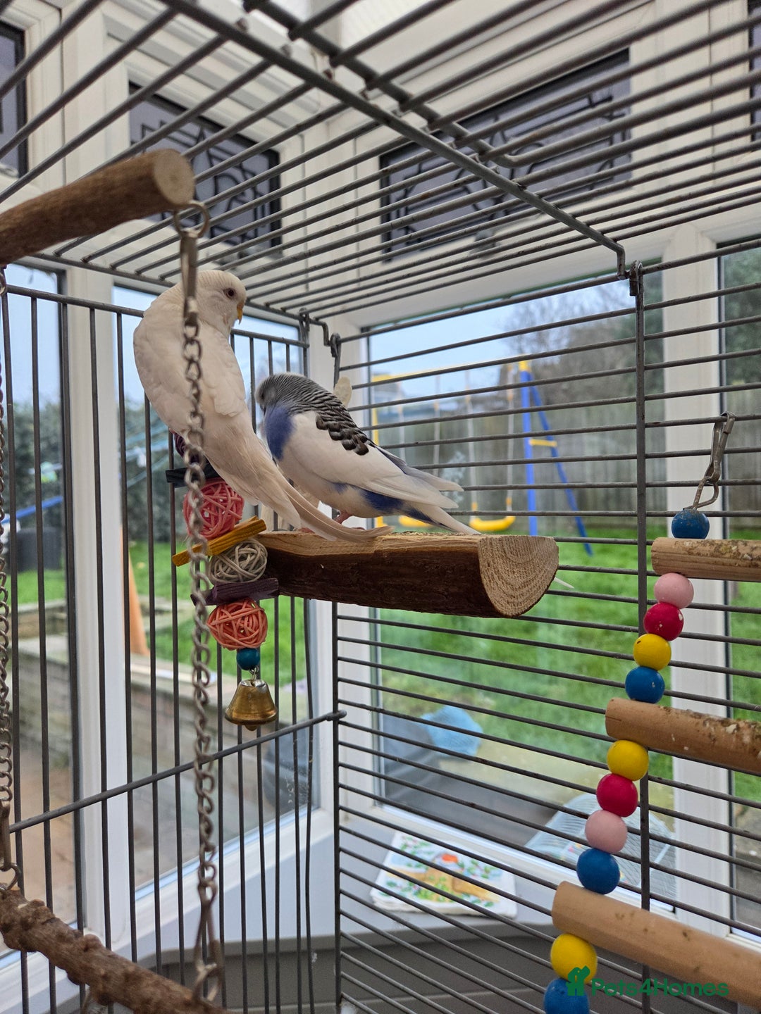 Budgerigars birds for sale: Pair of budgies - Advert 2