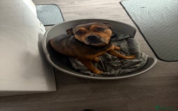 Mixed Breed dogs for sale:  looking for new home - Image 5