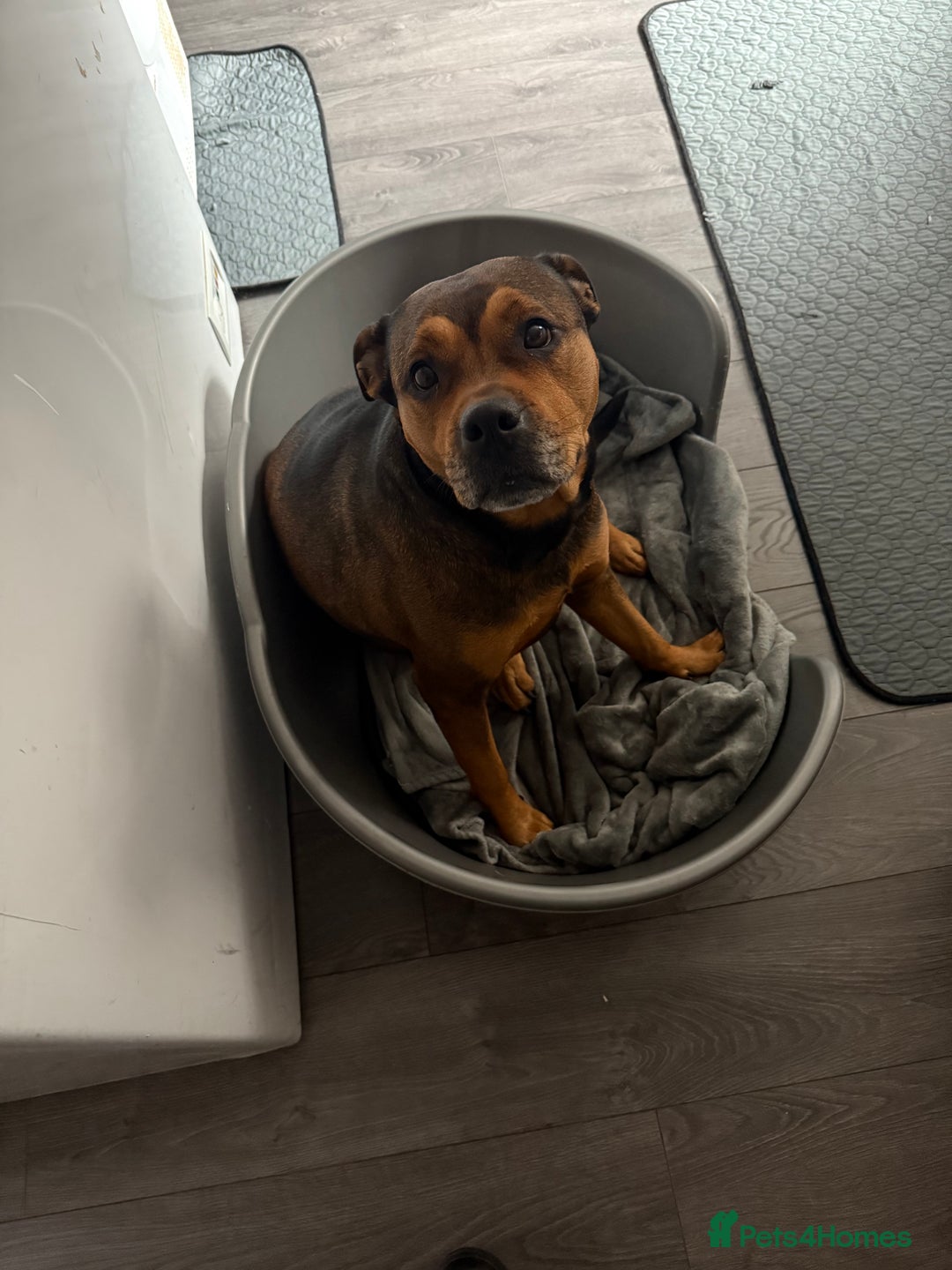 Mixed Breed dogs for sale:  looking for new home - Image 5