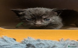 Maine Coon cats for sale: Last 2 beautiful Maine coon x males  - Image 8