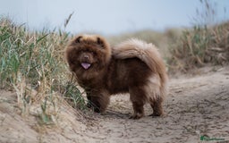 Chow Chow dogs for stud: Luca chocolate chow chow for stud  - Image 2