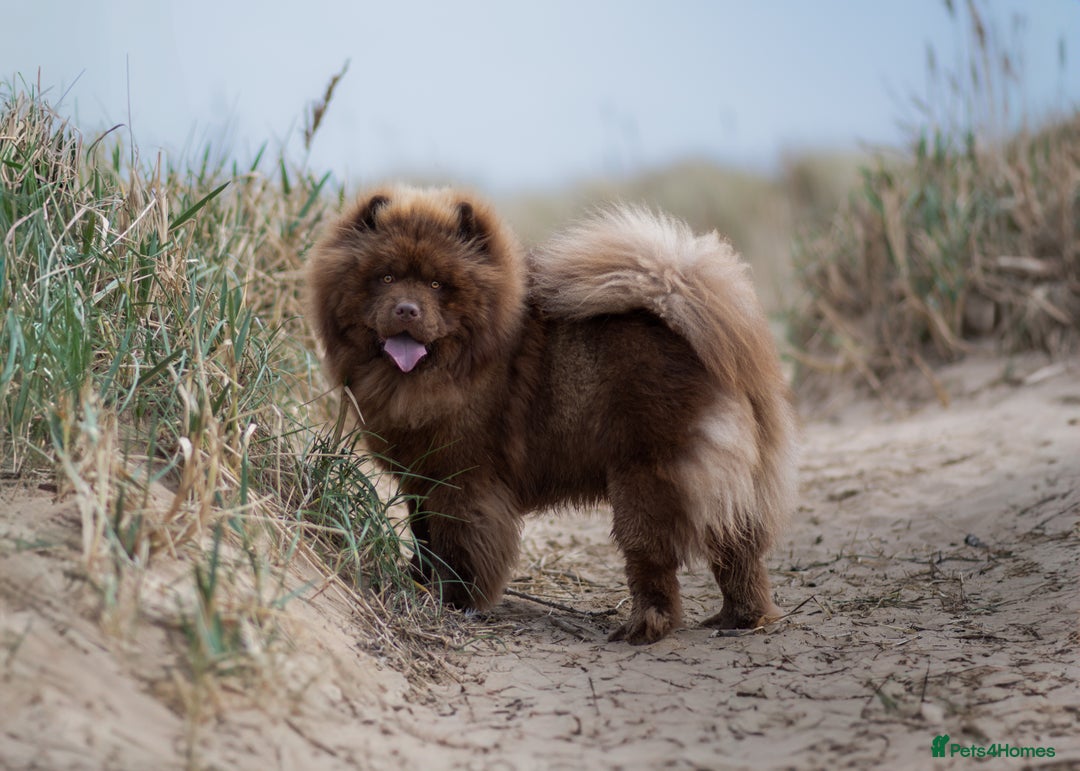 Chow Chow dogs for stud: Luca chocolate chow chow for stud  - Image 2