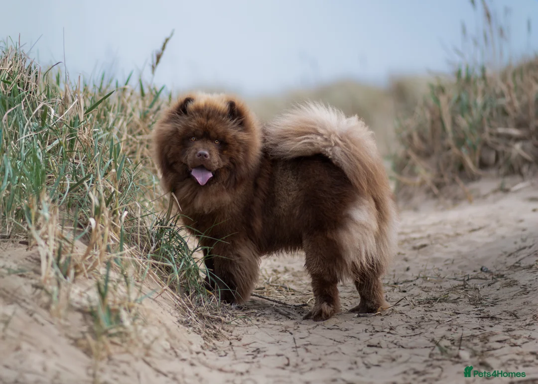 Chow Chow dogs for stud: Luca chocolate chow chow for stud  - Advert 2