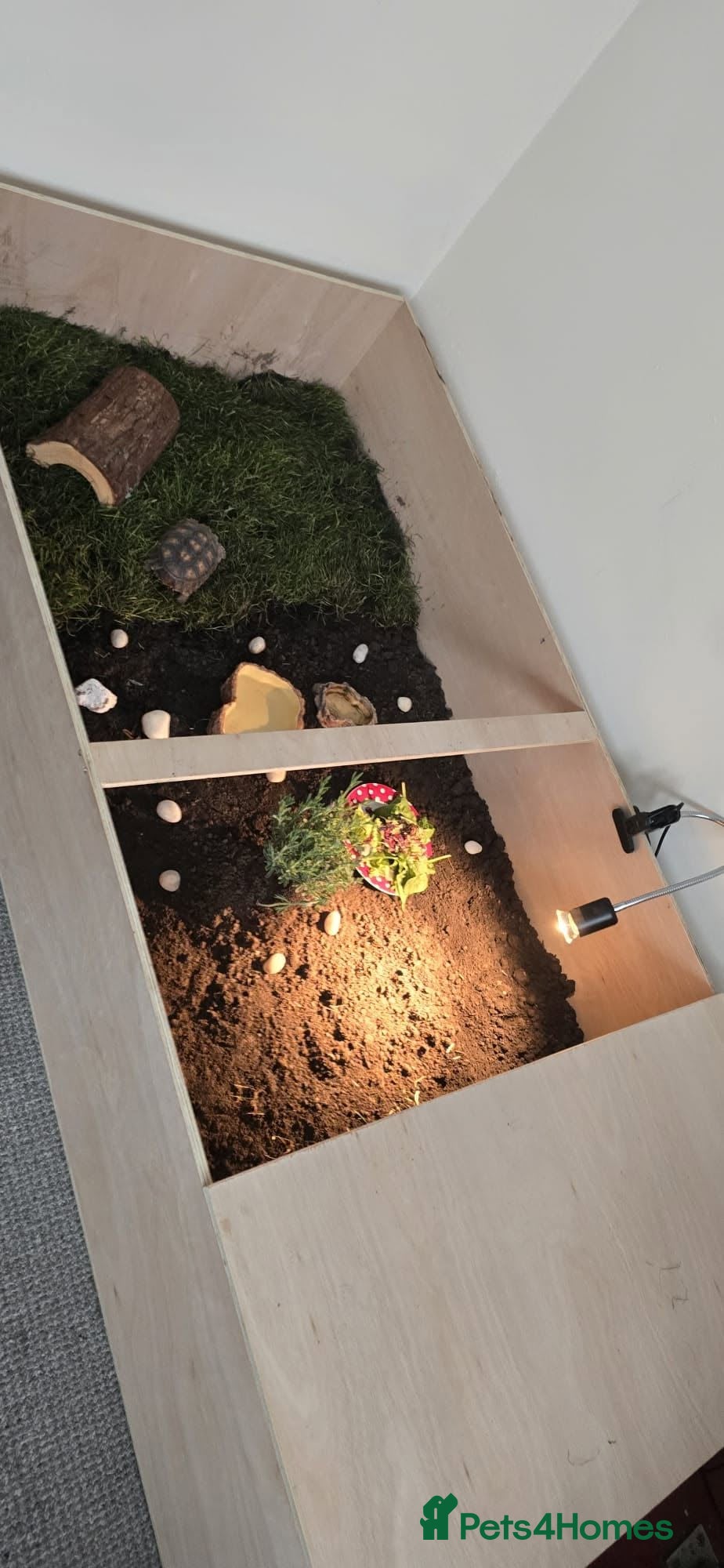 Tortoise reptiles sulcater tortiose  - Advert 1