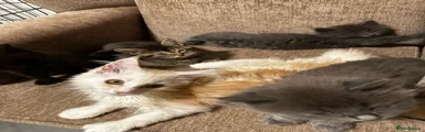 Maine Coon 1