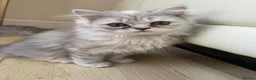 Persian cats for sale: Beautiful Persian Kittens Looking for Loving Homes - Advert 5