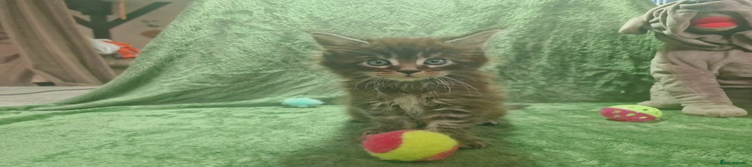 Tabby girl 