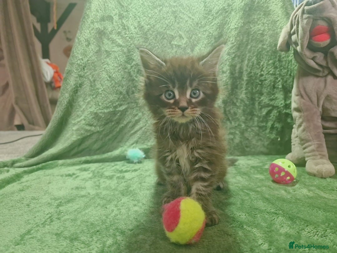 Maine Coon cats for sale: Planned summer babies looking for forever homes - Image 4