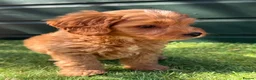 Cockapoo dogs for sale: Gorgeous Toy Cockapoo pups - Advert 11