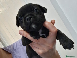 Staffordshire Bull Terrier dogs Show quality Staffordshire Bull Terrier - Advert 9