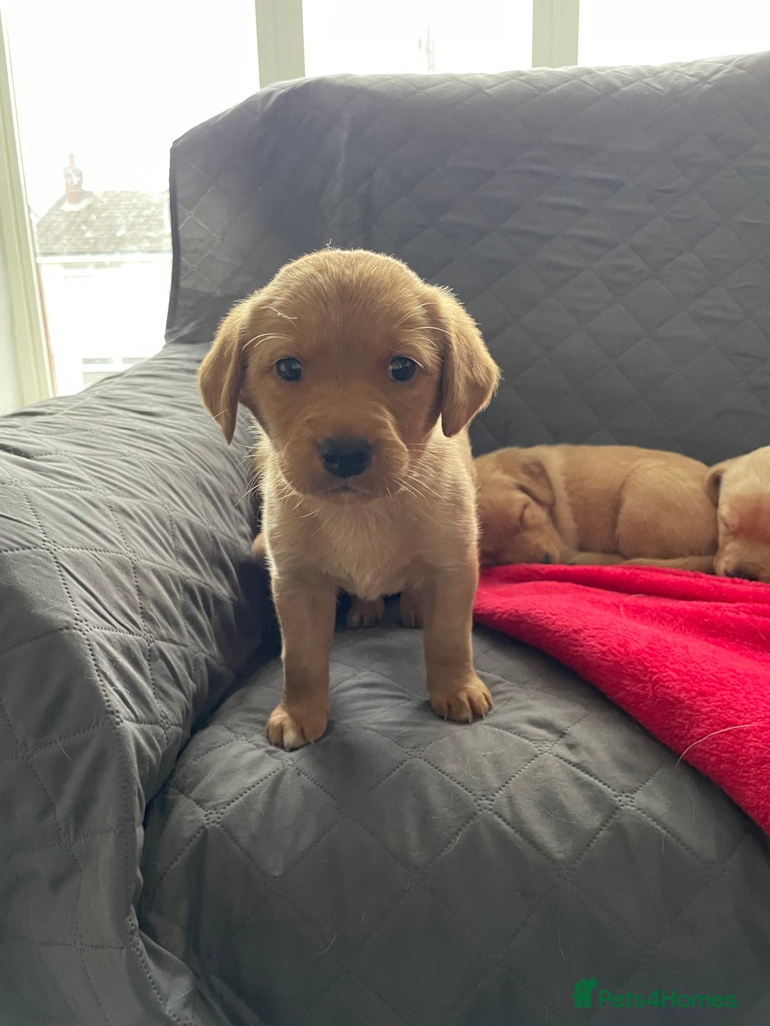Labrador Retriever dogs for sale: Adorable Golden and Fox Red Puppies - Image 12