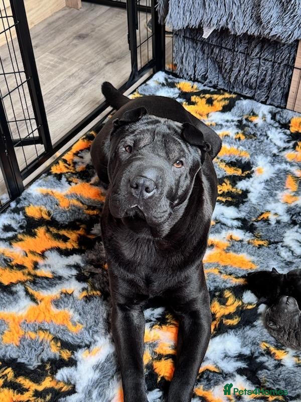 Mixed Breed dogs Chowpei puppys for sale - Advert 1
