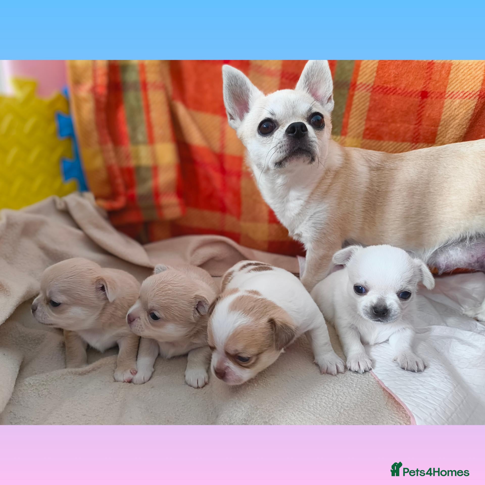 Chihuahua dogs for sale: KC reg , apple head short haired Chihuahuas - Advert 10