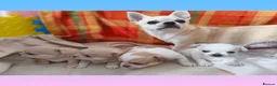 Chihuahua dogs for sale: KC reg , apple head short haired Chihuahuas - Advert 1