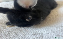 Netherland Dwarf rabbits for sale: Female netherland dwarf x mini lop for sale  in Huddersfield - Image 2