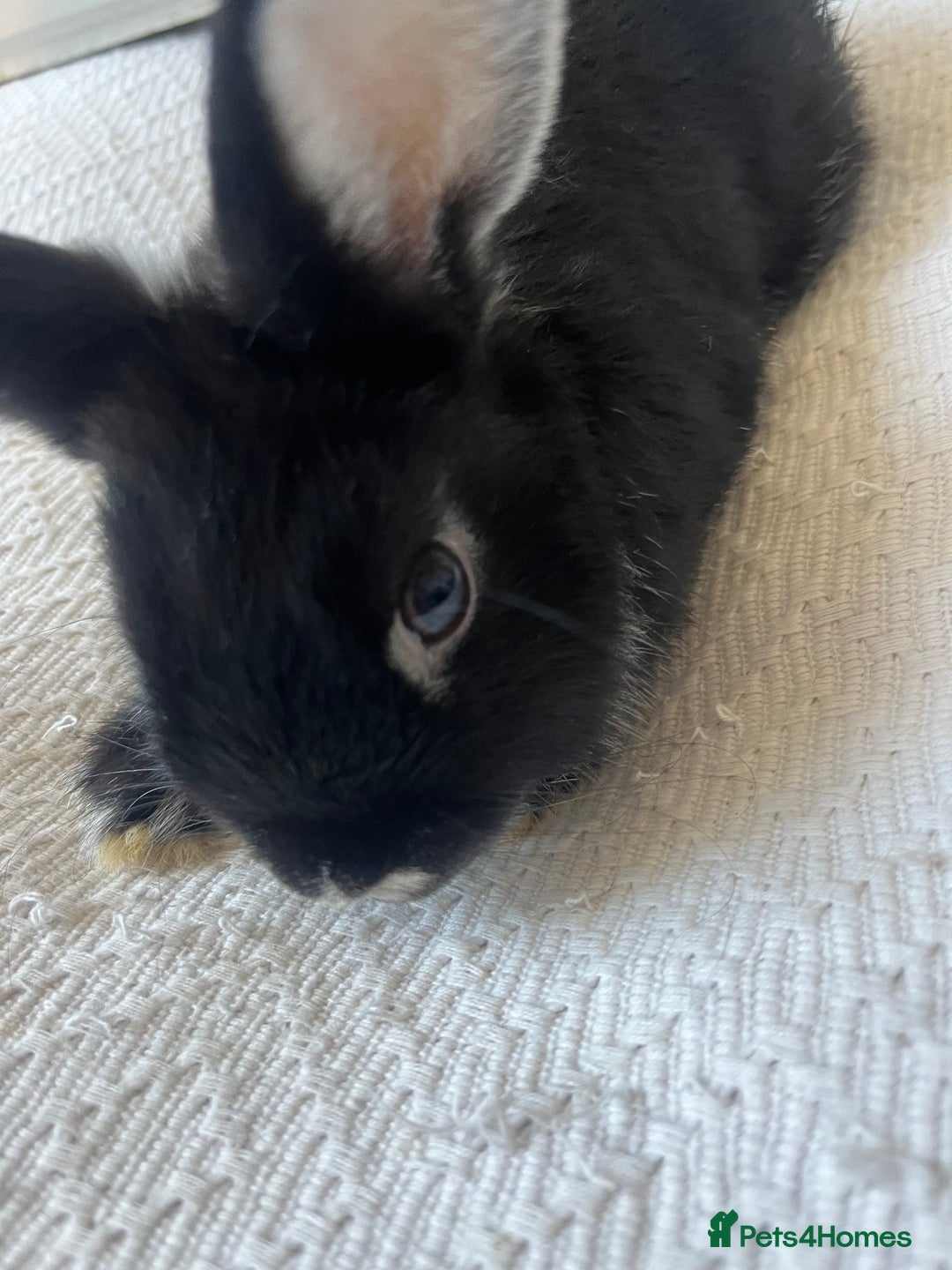 Netherland Dwarf rabbits for sale: Female netherland dwarf x mini lop for sale  in Huddersfield - Image 2