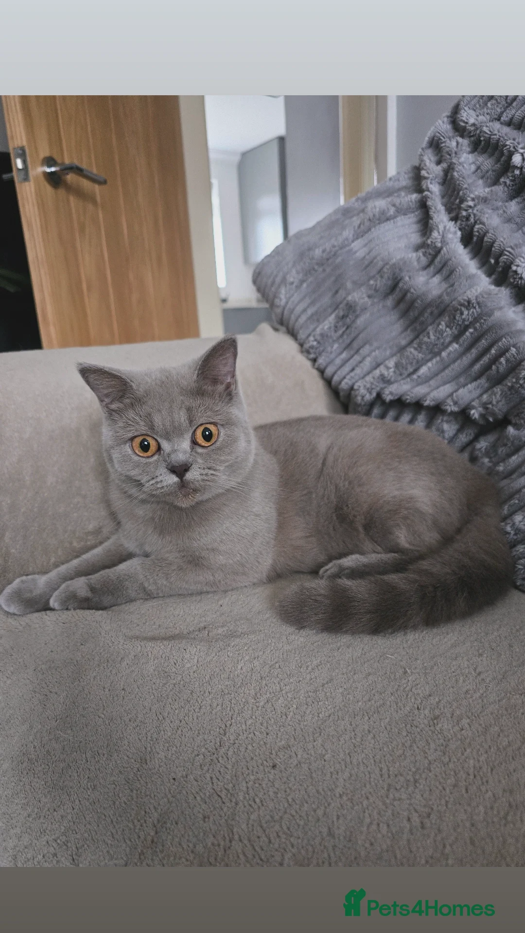 British Shorthair cats for sale: Lilac British shorthair  in Preston - Advert 1