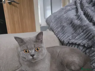 British Shorthair cats Female 10 month British shorthair - Advert 3