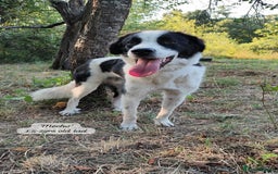 Mixed Breed dogs for adoption: Mecho, 1.5-2 yrs old. Available for adoption. - Image 17