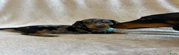 Miniature Dachshund dogs for sale:  KC Registered Miniature Dachshund Puppies - Advert 11
