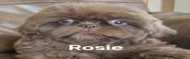 Rosie 