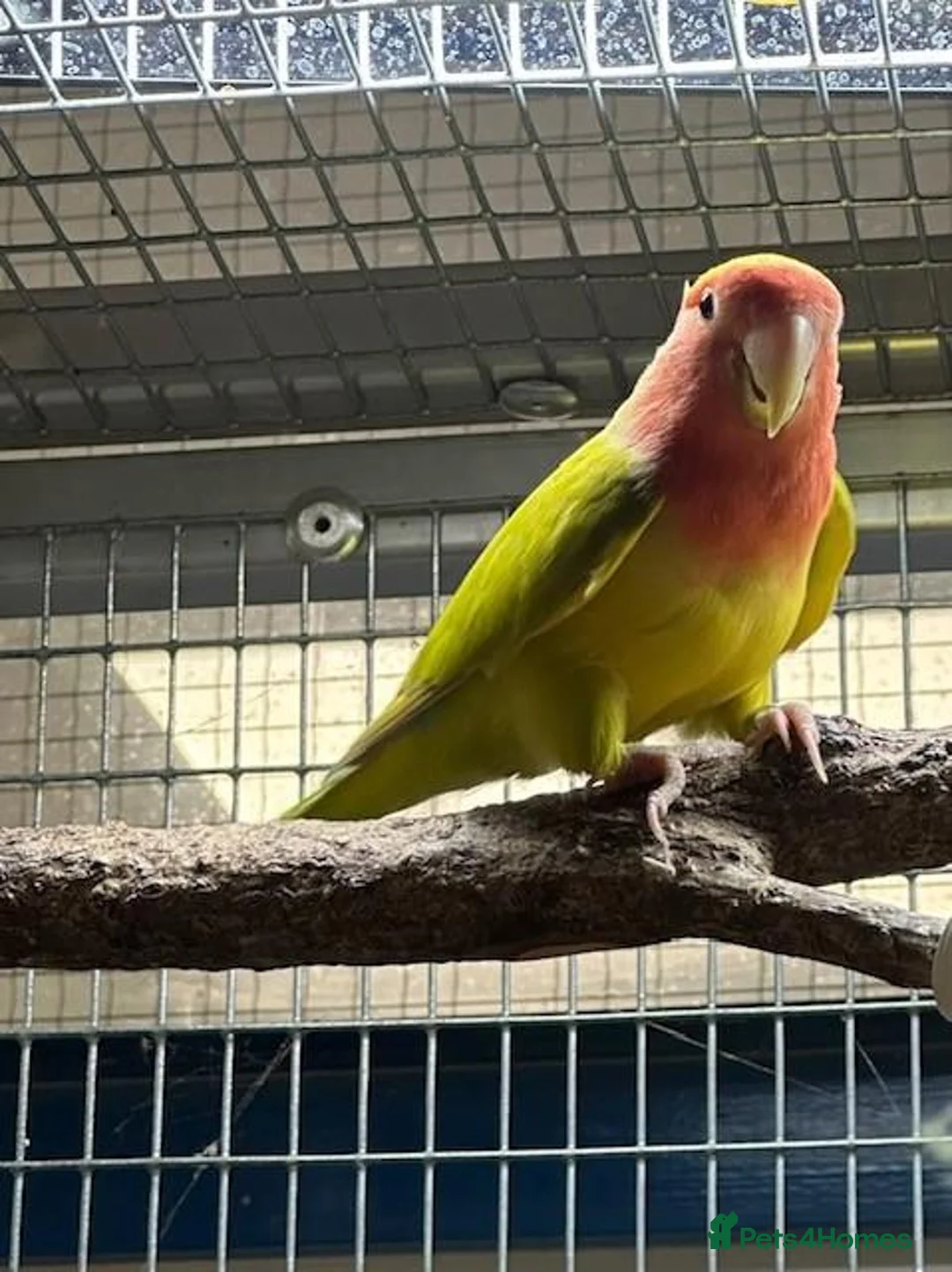 Lovebirds birds for sale: Female Lovebird looking for... in Bristol - Advert 2