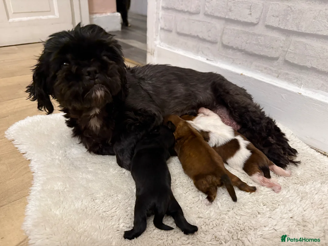 Shih Tzu dogs for sale: Shi tzu puppy’s  - Advert 1