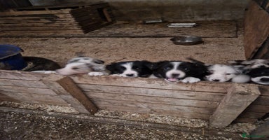 Border Collie dogs Border collie  pups  - Advert 7