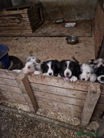 Border Collie dogs Border collie pups - Advert 1
