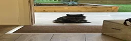 Maine Coon cats for sale: Beautiful Female Maine Coon – Astra - Advert 1