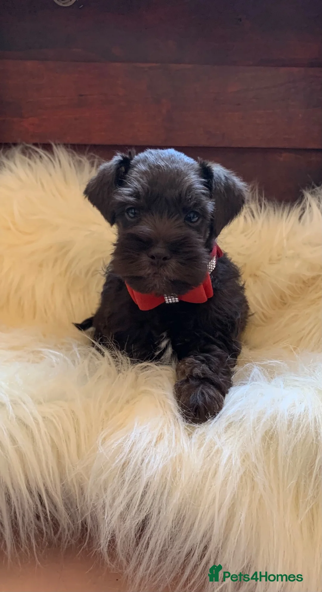 Miniature Schnauzer dogs for sale: 5*Licensed RKC Chocolate Schnauzers H/T  - Advert 2