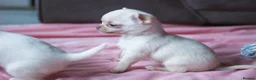 Chihuahua dogs for sale: Kc Registered Small cream/white chihuahua girl  - Advert 7