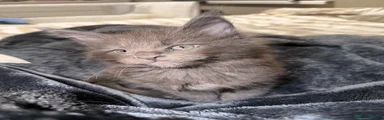 Maine Coon 2
