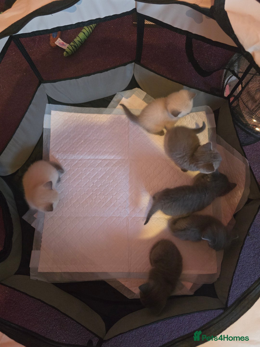 British Shorthair cats for sale: 6 x British Short-haired Blue kittens for sale - Image 3