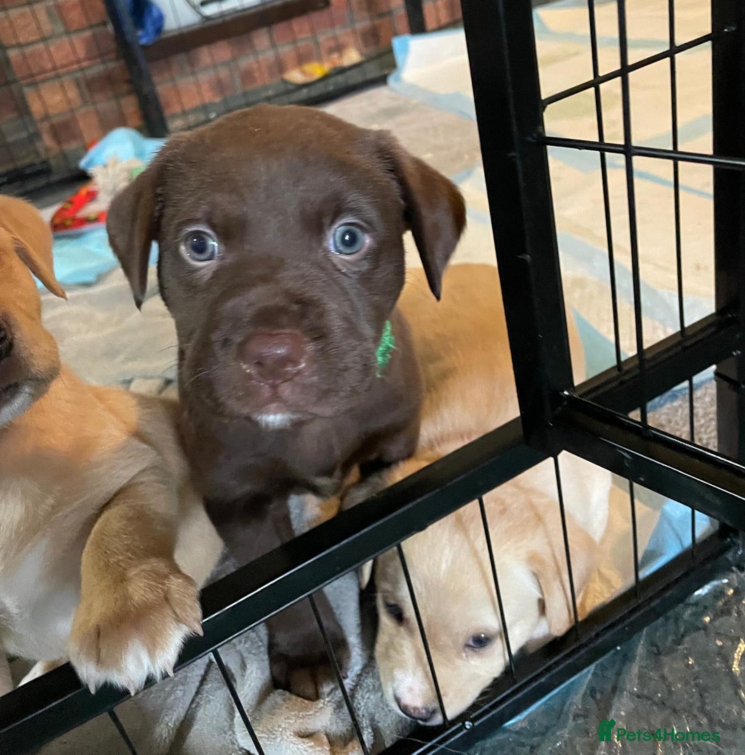 Labrador Retriever dogs for sale: Beautiful Labrador Puppies - Advert 9