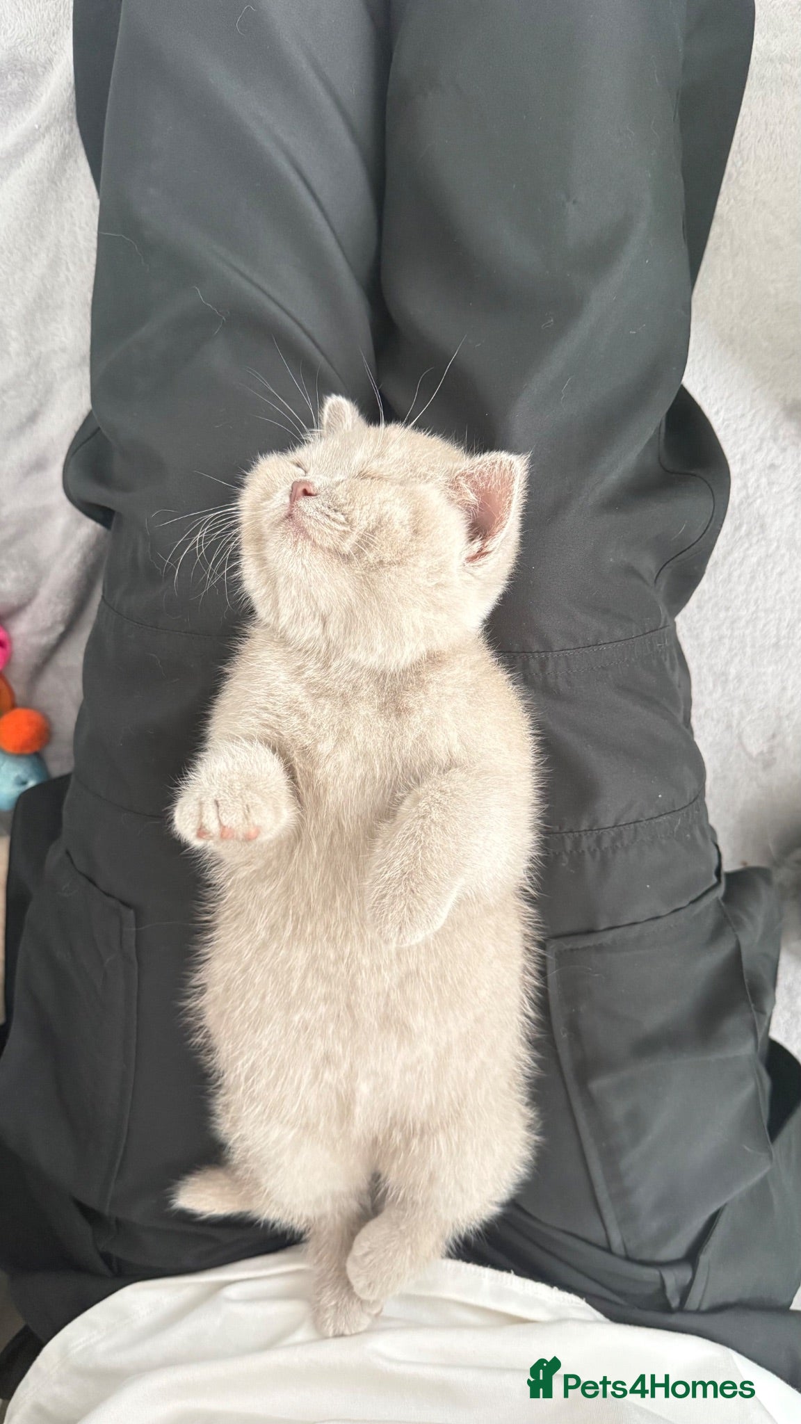 British Shorthair cats FAWN FEMALE BRITISH SHORTHAIR - Full Pedigree - Advert 9