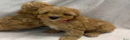 Cavapoo dogs for sale: Bred From Health Tested Parents Cavapoo Girls - Advert 9