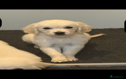 Golden Retriever dogs for sale: Beautiful Golden retriever puppies - Image 4