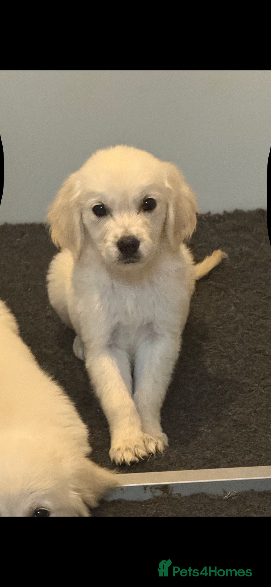 Golden Retriever dogs for sale: Beautiful Golden retriever puppies - Image 4