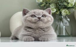 British Shorthair cats for sale: Stunning British Kittens - Image 1