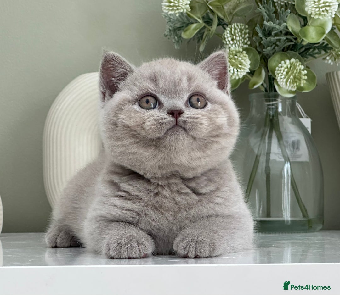 British Shorthair cats for sale: Stunning British Kittens - Image 1