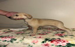 Mixed Breed dogs for sale: Stunning lurcher puppy’s  - Image 1