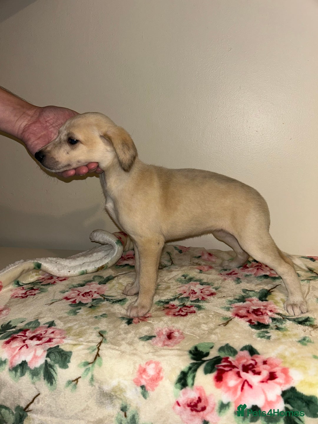 Mixed Breed dogs for sale: Stunning lurcher puppy’s  - Image 1