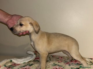 Mixed Breed dogs - Advert 2